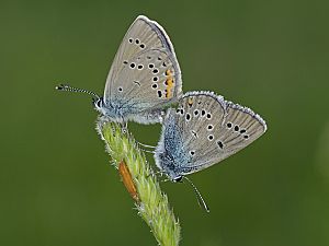 Cyaniris semiargus Kopula