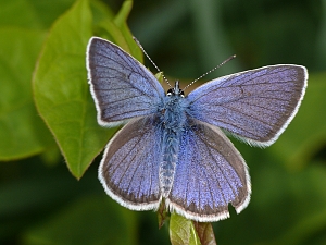 Cyaniris semiargus