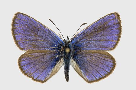 Cyaniris semiargus