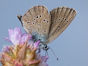 Cyaniris semiargus