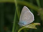 Cyaniris semiargus