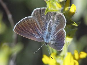 Glaucopsyche melanops