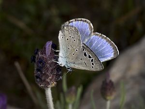 Glaucopsyche melanops