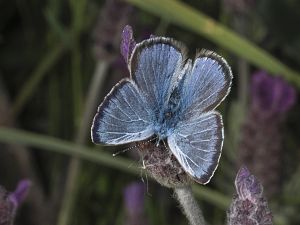 Glaucopsyche melanops