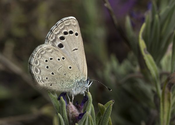 Glaucopsyche melanops