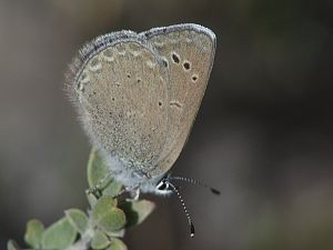 Glaucopsyche melanops