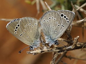 Glaucopsyche paphos