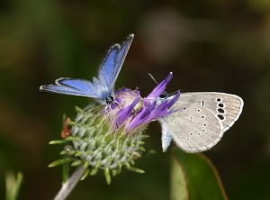 Glaucopsyche paphos