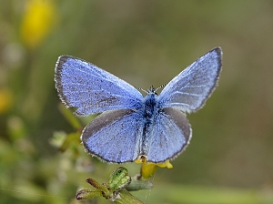 Glaucopsyche paphos