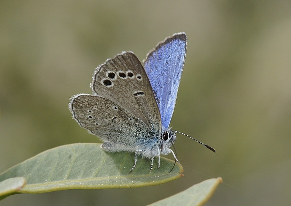 Glaucopsyche paphos