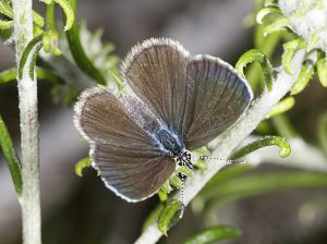 Glaucopsyche paphos