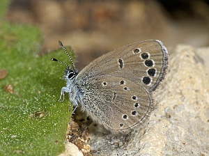 Glaucopsyche paphos