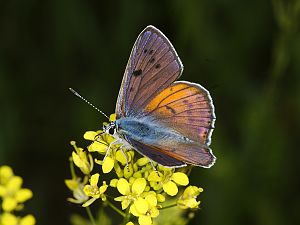 Lycaena alciphron