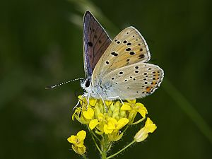 Lycaena alciphron