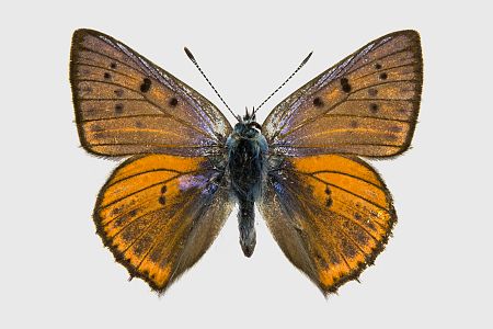 Lycaena alciphron