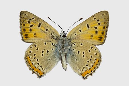 Lycaena alciphron