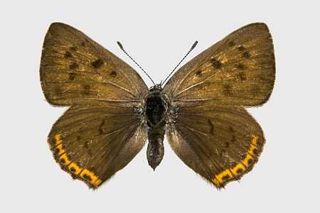 Lycaena alciphron