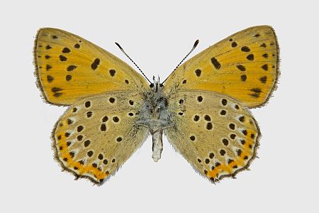 Lycaena alciphron