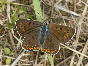 Lycaena alciphron