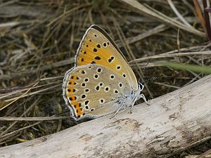 Lycaena alciphron