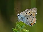 Lycaena alciphron