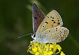 Lycaena alciphron