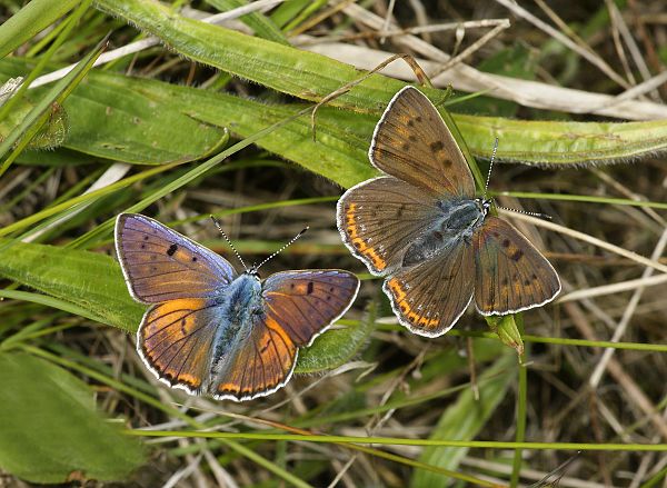 Lycaena alciphron