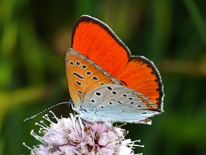 Lycaena dispar