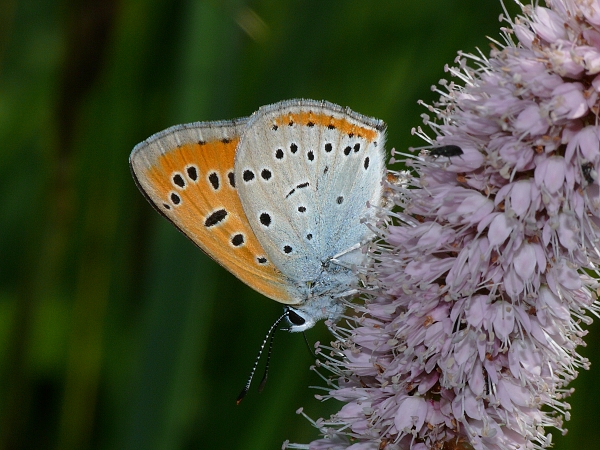 Lycaena dispar