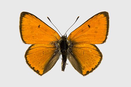 Lycaena dispar