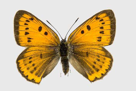 Lycaena dispar