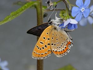 Lycaena helle