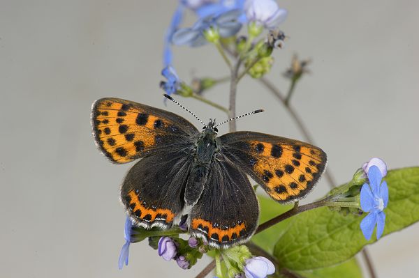 Lycaena helle