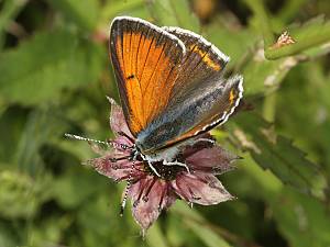 Lycaena hippothoe