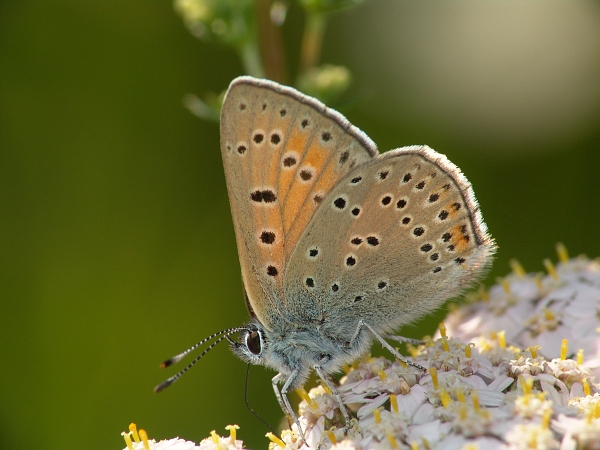 Lycaena hippothoe