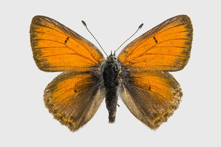 Lycaena hippothoe