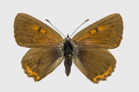 Lycaena hippothoe