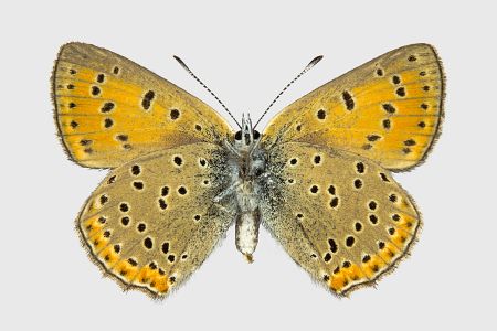 Lycaena hippothoe