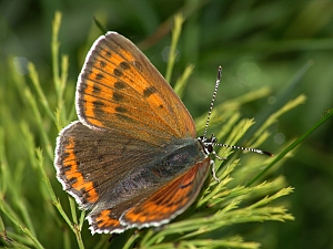 Lycaena hippothoe