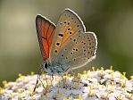 Lycaena hippothoe