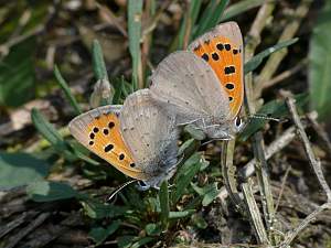 Lycaena phlaeas