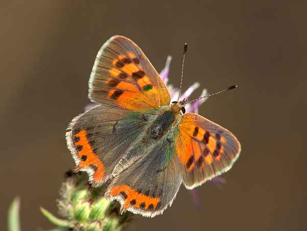 Lycaena phlaeas