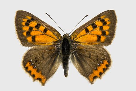 Lycaena phlaeas