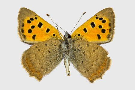 Lycaena phlaeas