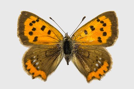 Lycaena phlaeas