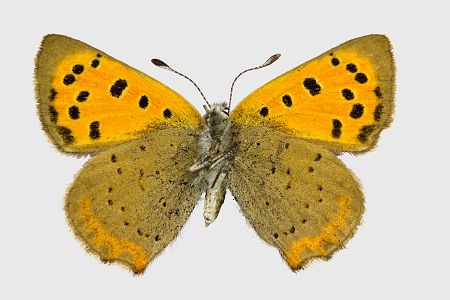 Lycaena phlaeas