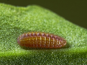 Lycaena phlaeas Raupe