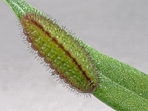 Lycaena phlaeas Raupe