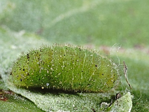 Lycaena phlaeas Raupe Winter