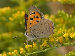 Lycaena phlaeas